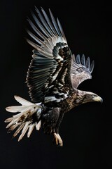 Wall Mural - A large bird of prey soaring through the sky, its wings outstretched