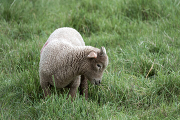 Canvas Print - close up portrait of a cute portland sheep lamb with horns