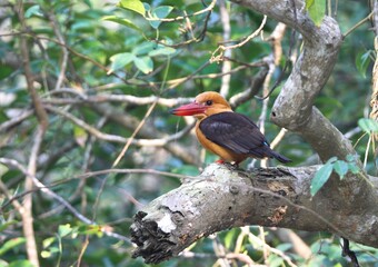 Wall Mural - brown-winged kingfisher (Pelargopsis amauroptera) in Sundarbans.this photo was taken from Sundarbans,Bangladesh.