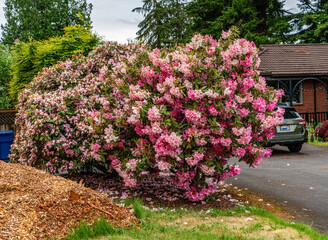 Wall Mural - Pink Flower Bushes  2