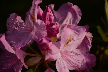 Beautiful pink rhododendron flowers blooming in the garden