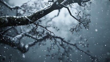 Wall Mural - Winter tree branches in a snowy and foggy forest