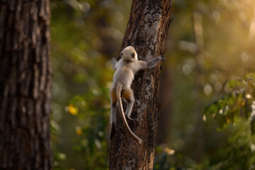 Wall Mural - malabar sacred langur jump, semnopithecus hypoleucos, grey monkey in nature habitat. langur in the d
