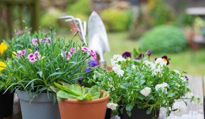 pretty and colorful spring flowers on a wooden table  with gardening tools background in a garden