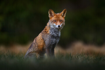 Wall Mural - red fox lost in the dark forest. cute orange fur coat animal in the nature habitat, wildlife nature 
