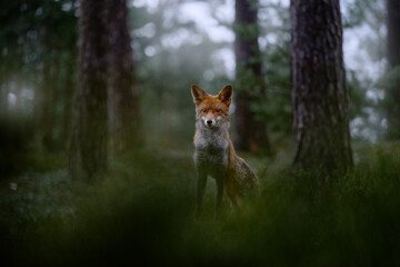 Wall Mural - red fox lost in the dark forest. cute orange fur coat animal in the nature habitat, wildlife nature 