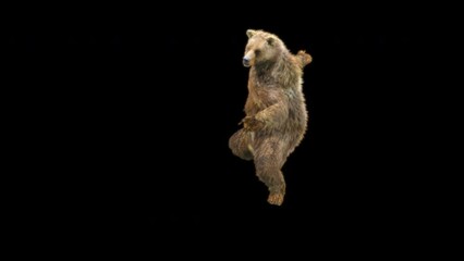Wall Mural - Bear Dancing CG fur 3d rendering animal realistic composition 3d mapping cartoon, Animation Loop, Included in the end of the clip with Alpha matte.
