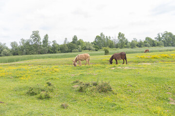 Donkeys grazing in a lush green field on spring day .