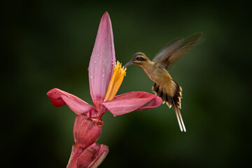 Wall Mural - Long-billed Hermit, Phaethornis longirostris, bird in the forest habitat with red bloom. Nature in Costa Rica. Hummingbirds flying red tropic flower, nature wildlife. Close-up detail of tripic bird.