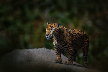 Wall Mural - jaguar in the nature, wild cat in in habitat, porto jofre in brazil. jaguar in green vegetation, riv