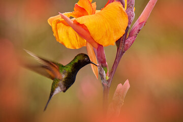 Wall Mural - Black-bellied Hummingbird, Eupherusa nigriventris, black head bird endemic in Costa Rica. Small hummingbird fly next tu orange flower, green tropic forest, La Paz, Vera Blanca, Costa Rica, flight.