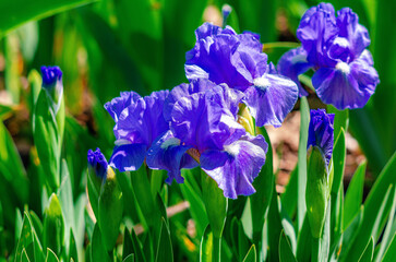 Wall Mural - Blue iris flowers on flower bed