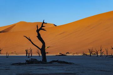 Wall Mural - morning shadows and dead trees in Sossusvlei valley, Namib desert, Namibia, South Africa	