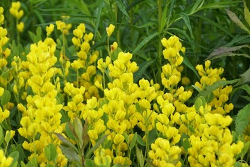 Wall Mural - The bright yellow color of the Wild Indigo flowers, with scientific name Baptisia sphaerocarpa