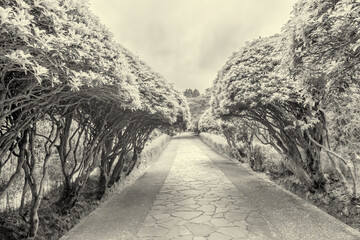 Wall Mural - Hakone garden and park