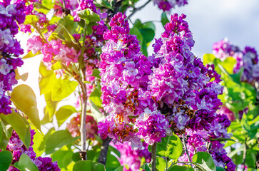 Wall Mural - Pink lilac blossoms on bushes. Spring flowers in garden.