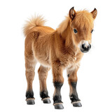 Adorable baby pony standing in a studio setting, isolated on white background, showcasing its fluffy coat and curious expression.