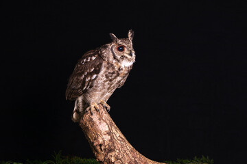 Poster - A close up portrait of a vermiculated eagle owl perched on a stump. Taken against a dark background and has space for text