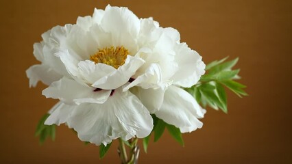 Wall Mural - White tree peony flower, isolated on brown background