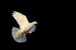© drakuliren - bird of peace, white dove in flight isolated on black background