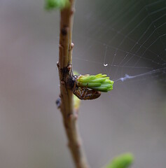 spider on a leaf