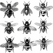 © Aly - a black and white picture of bees collection