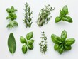 © Lamina - collection of fresh herbs like basil, rosemary, and thyme, arranged in a studio with natural