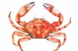 © Lucija - crab isolated on white hand drawn summer sea clipart watercolor botanical illustration