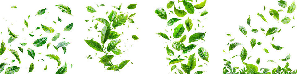 Wall Mural - Green tea leaves flying in the air green backgrounds  Hyperrealistic Highly Detailed Isolated On Transparent Background Png File