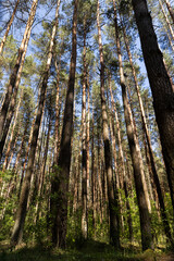 Wall Mural - pine forest with tall trees against a blue sky background