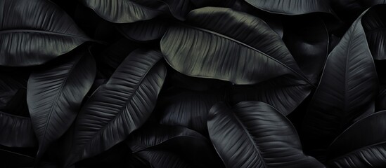 black leaf portrait for tropical leaf texture top view