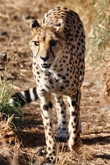 Canvas Print - Africa Safari