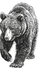Wall Mural - Brown bear illustration, drawing, engraving, ink, line art, vector