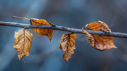 Canvas Print - Dried leaves on a winter twig