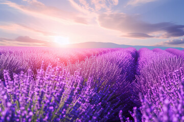Wall Mural - Beautiful purple Lavender field landscape on sunny day. Aromatherapy. Concept of natural cosmetics and medicine.


