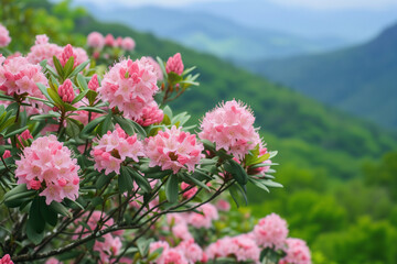 Wall Mural - Blooming pink mountain laurel flowers along the Blue Ridge Parkway near Asheville, North Carolina. These flower blooms are common in the Southern Appalachian Mountains and typically bloom in late spri