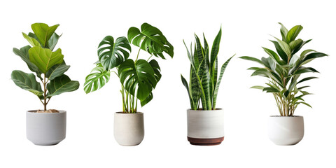 Wall Mural - Plant png element set on transparent background