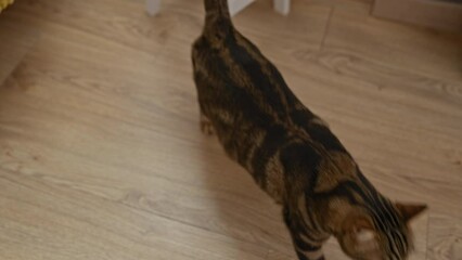 Wall Mural - A cute tabby cat with green eyes is exploring an indoor home environment with wooden floors, looking up curiously.