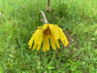 Sticker - yellow dandelion flower