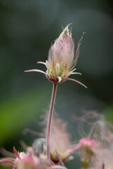 Wall Mural - Abstract defocused texture view of a prairie smoke (geum triflorum) perennial flower in bloom, with wispy purple smoke-like hairs