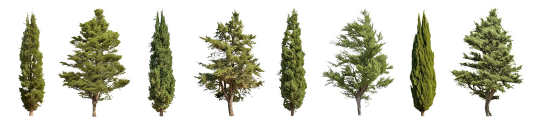 Poster - lush green cypress tree set
