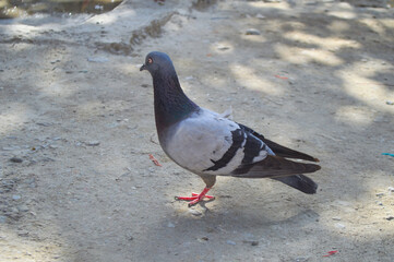 Wall Mural - close up of gray and black street pigeon on the ground