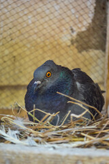 Wall Mural - close up of a black pigeon 