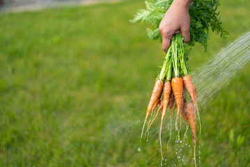 Wall Mural - Hand washing freshly harvested carrots with green tops outdoors.