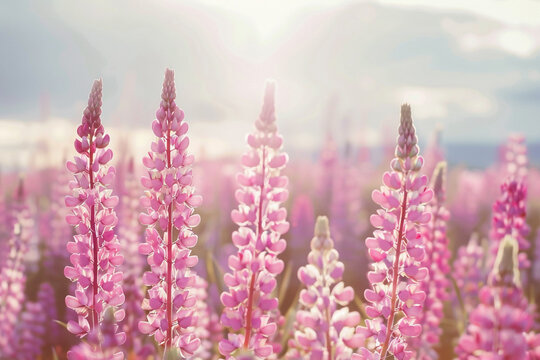 A field of pink lupine flowers stretching as far as the eye can see.