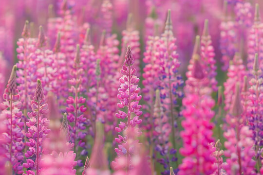 A field of pink lupine flowers stretching as far as the eye can see.
