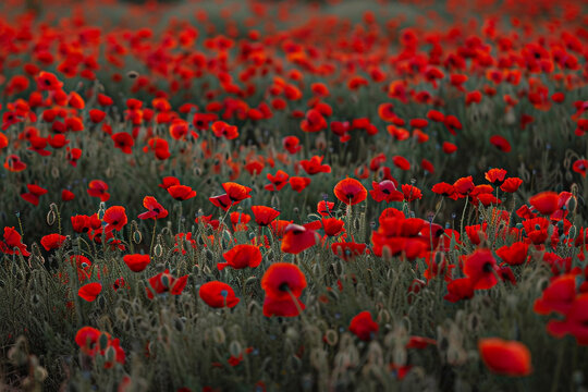 A field of vibrant red poppies creating a vivid landscape.