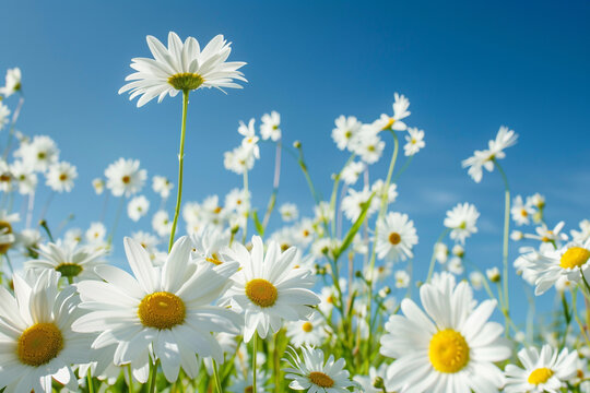 A field of white daisies under a clear blue sky.