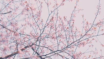 Flowers On A Branch At Sunny Day. Blooming Garden Pink Flowers. Blossoming s Of An Apple-Tree In Spring.