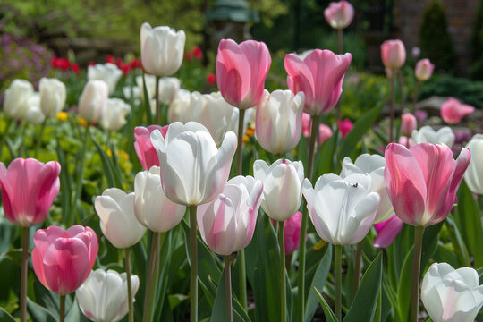 A cluster of white and pink tulips creating a stunning contrast in a picturesque garden.